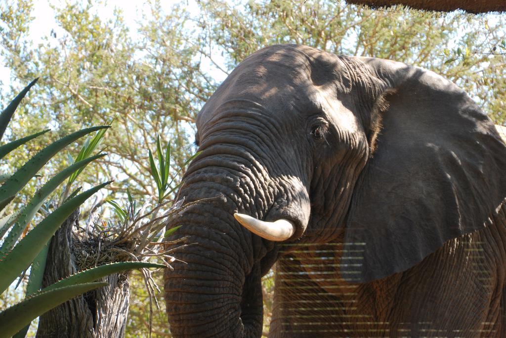 Naledi Lodges バルレ・ゲーム・リザーブ エクステリア 写真