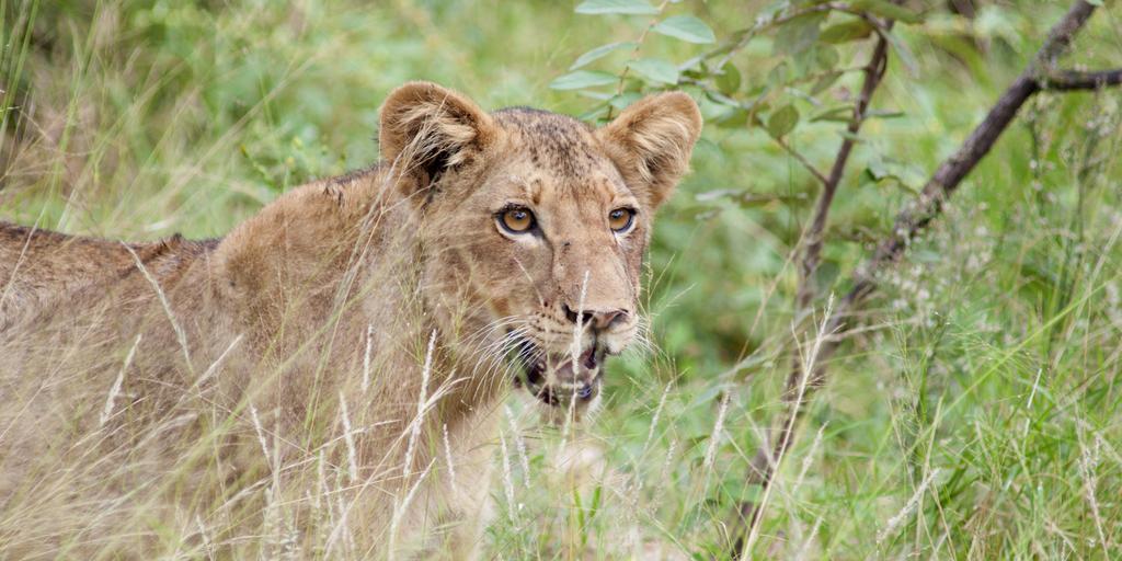 Naledi Lodges バルレ・ゲーム・リザーブ エクステリア 写真